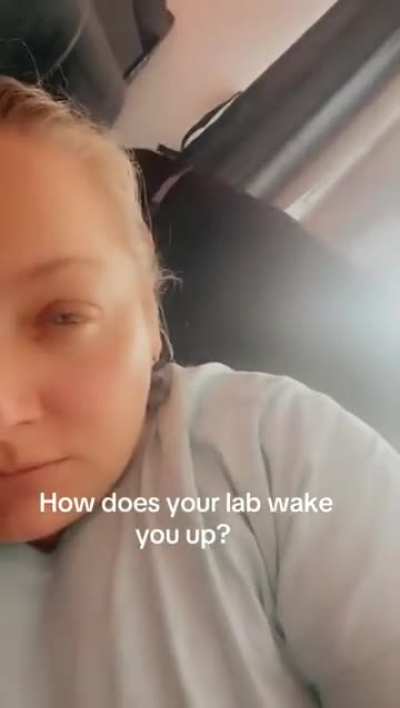 How does your lab wake you up