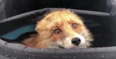 A wild fox discovered in a fisherman’s bag after eating all the fish