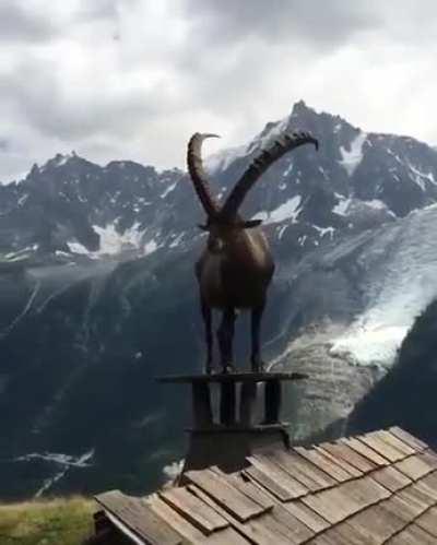 Gorgeous ibex hanging out on a cabin in the mountains