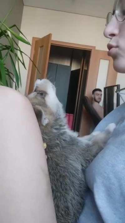 Husky Puppy Learns to Howl