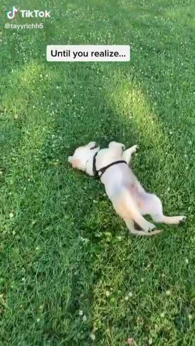 When you think your puppy is being cute...