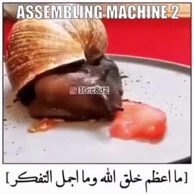 snail assembles tomato