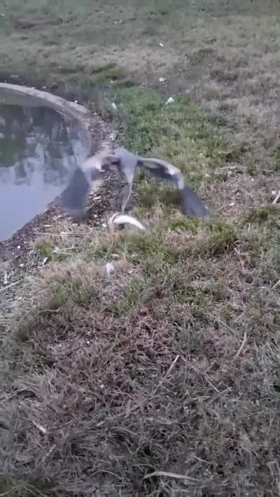 Man offers fish to bird.