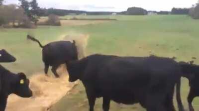 Let's roll this giant ball.