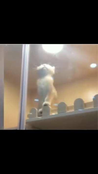 Compilado de gatinhos