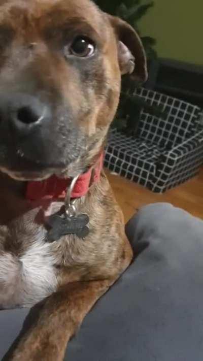 When he knows who the goodest boy is ❤