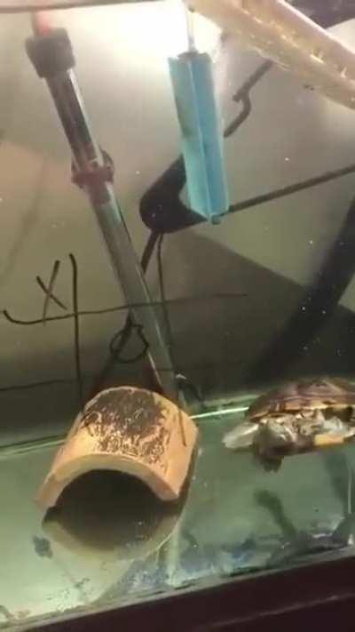 Turtle playing and winning a game of Tic Tac Toe