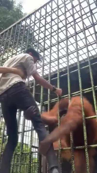 WCGW Trying to get close with orangutan