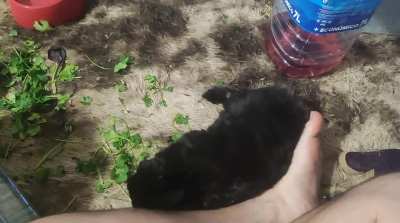 4 years of doting on my little girl (Fang)