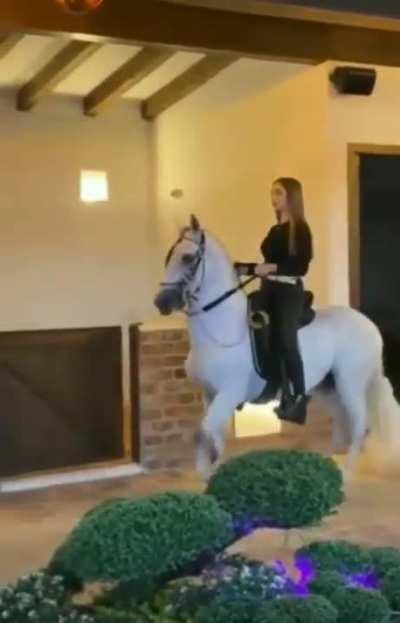 Horse - Tap Dancing Happy Feet