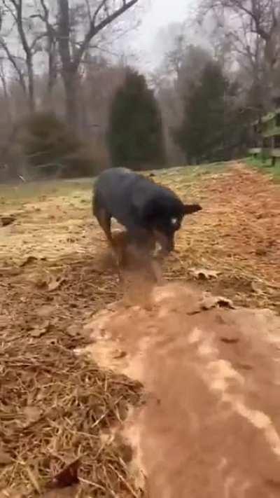 The irrigation dog does not exi...