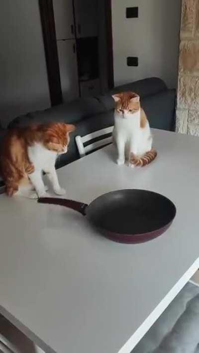 Cats play with frying pan