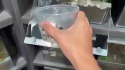 Well i think he died...