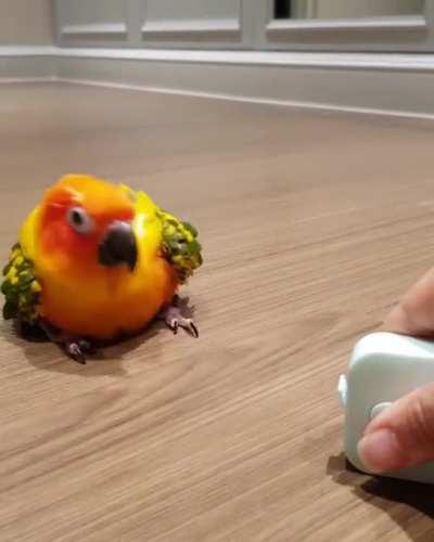 Birb Gets Confused And Starts Groovin