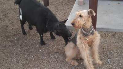Goat licks dog!