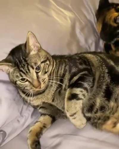 Chase move over a little bit!