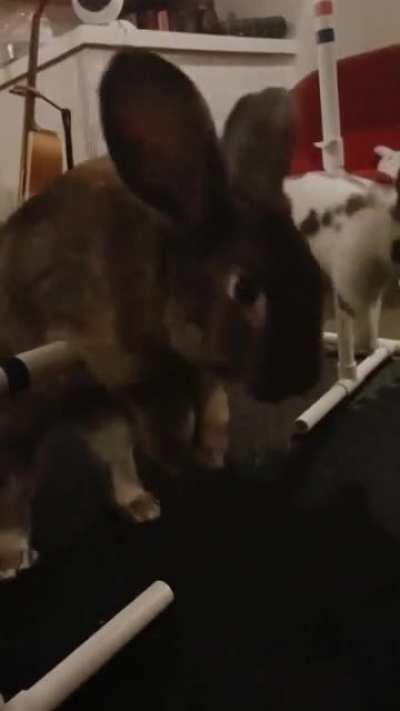 My rabbits love their agility set: I captured the perfect coordinated leap!