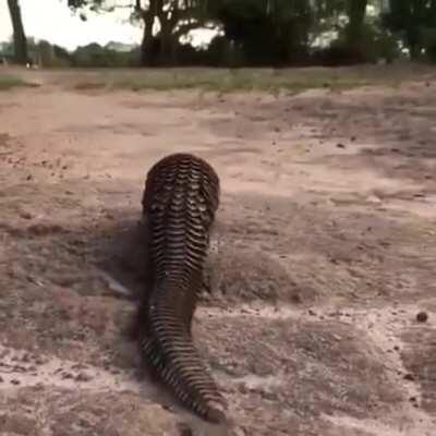 🔥 The incredible but endangered Pangolin