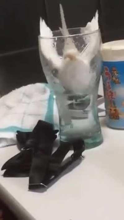 WCGW going in for a drink