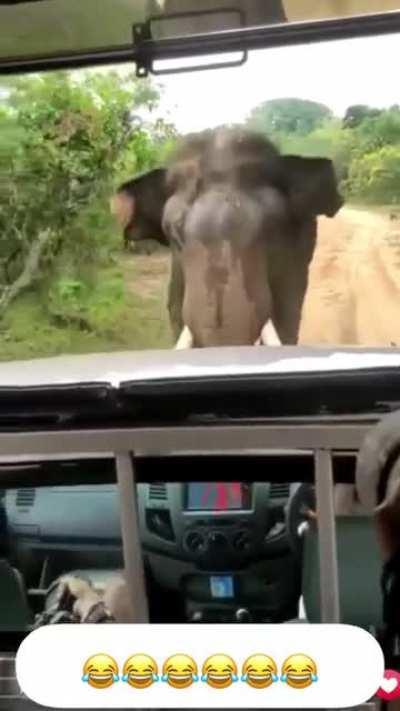 WCGW, when following an elephant's ass, too closely.