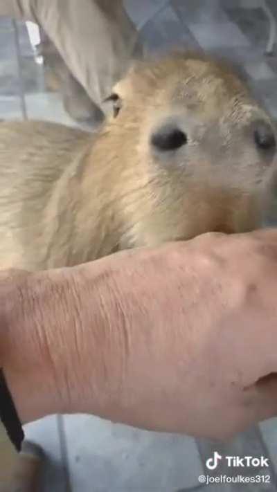 Que tipo de pichicho es este?