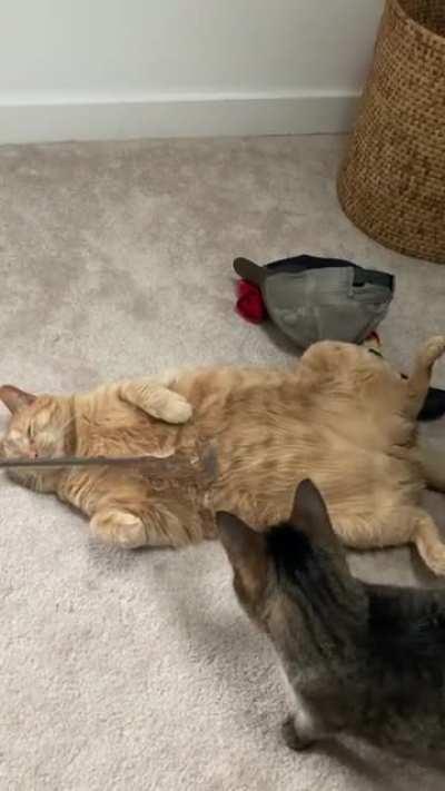 Zen garden belly time is also play time for little sister