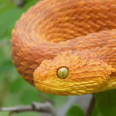 Atheris squamigera is a venomous viper species endemic to west and central Africa