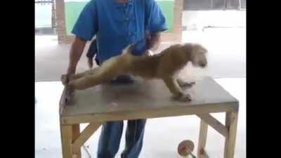monkey push up 👀🧛🏼