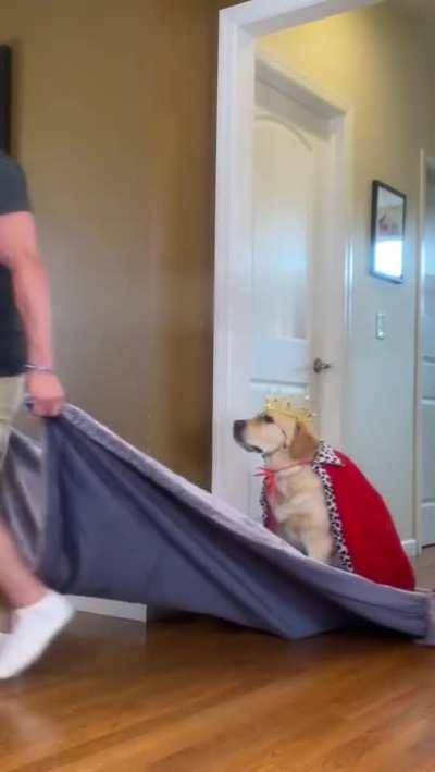 When your dog is the king of the house