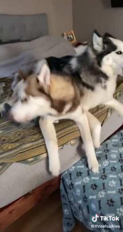 (Not my vid) Wait for it...