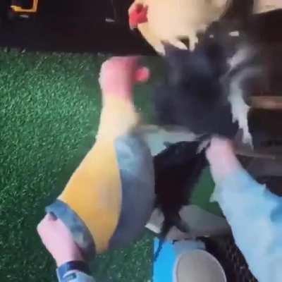 Prepare... Prepare a Rinha de Galo imediatamente.