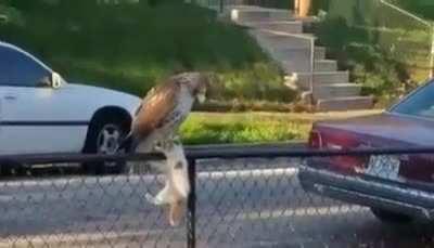 Red-tailed Hawk killing a cat while the cameraman gives an excellent commentary on the harsh reality of nature