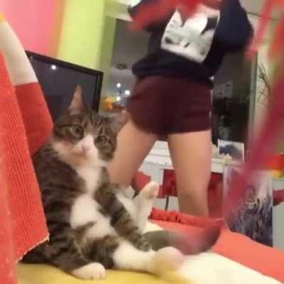 A really confused cat.