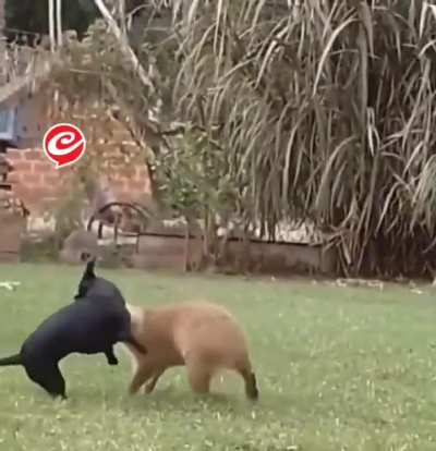 Una mujer escucho ruido atras, salio a ver y se encontro al perro en una lucha libre con un carpincho. Tipazos.
