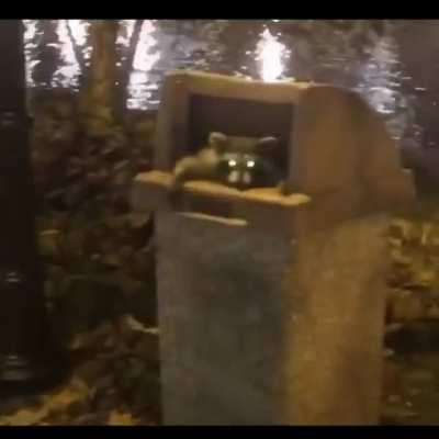 Raccoons from Chicago be like...