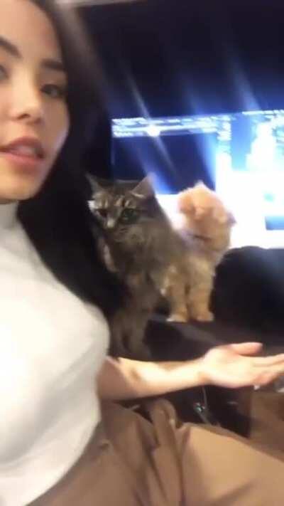 Trying to work around cats