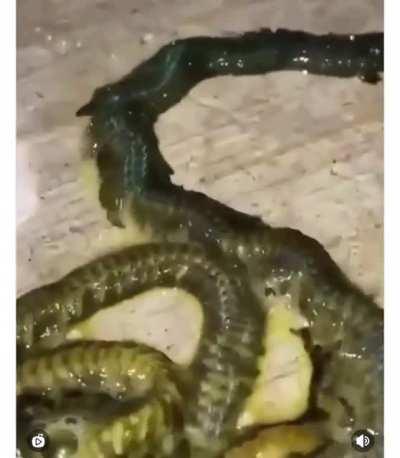 WHAT IS THIS???????????????