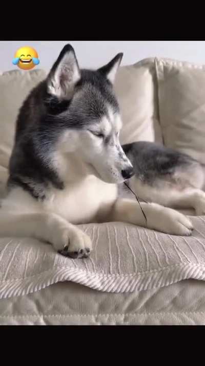 My dog doesn’t seem very smart 🤣