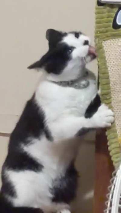 Not sure he understands how to use the scratching pad