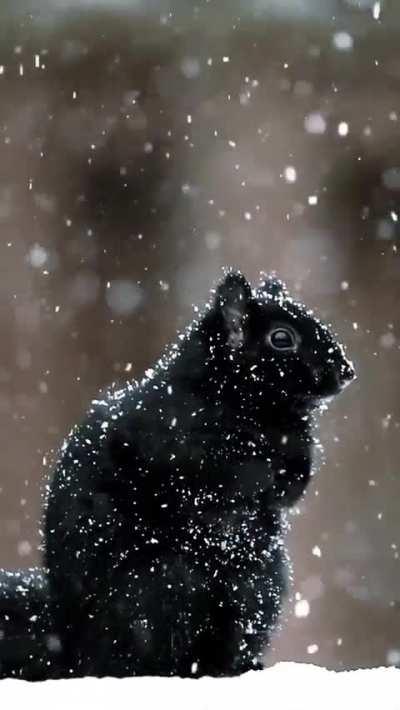 🔥Black squirrels are a melanistic subgroup of squirrels with black coloration on their fur