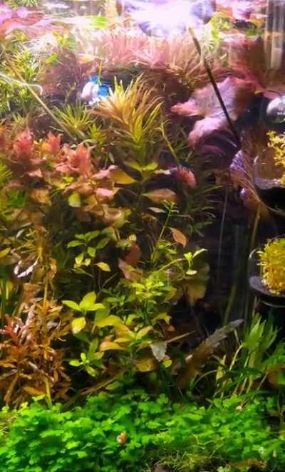 Welcome to the jungle.