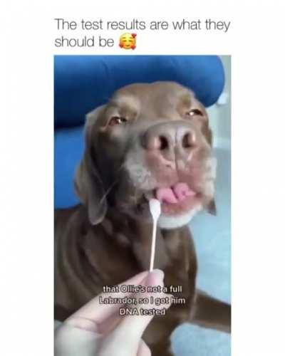 The results came back Paw-sitive