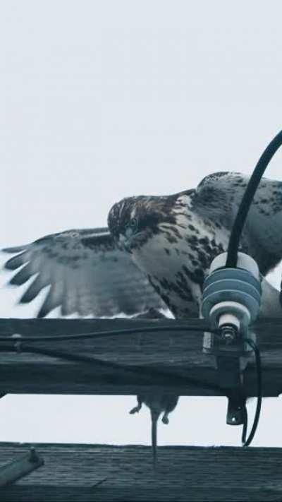 Massive Hawk Sighting in Cambridge Today!!