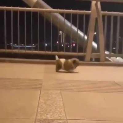 Hot to Trot, and Going Downtown...