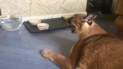 Big Floppa but only his meows and little meows