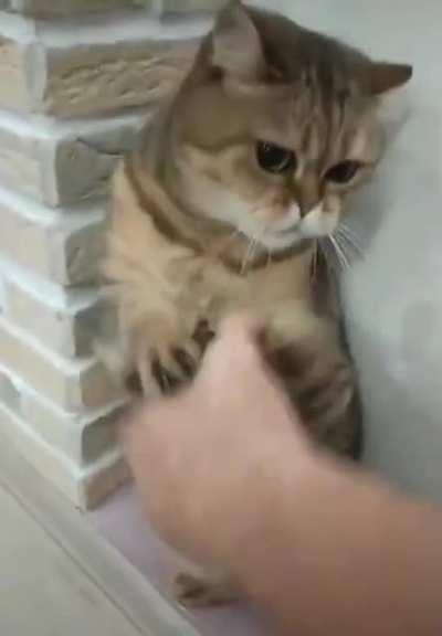 Мортал комбат