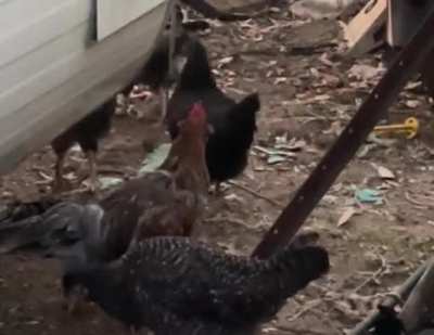 Thinks he’s a big boy now. So cute.