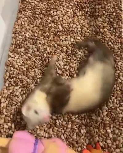 Living sock on crack