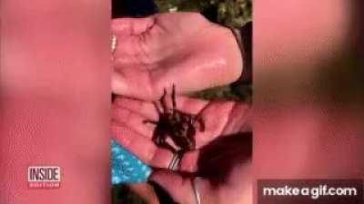 A tourist girl handling a blue-ringed octopus without knowing that it's one of the deadliest most venomous creatures in the world. One bite could have killed her in minutes.