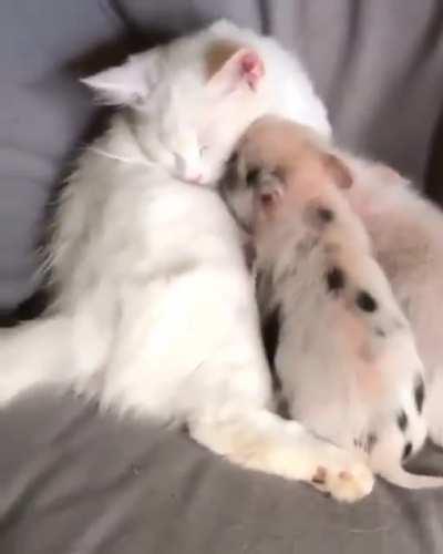 Love is to stay together. My pig babies, Our cat parent.